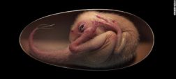 کشف فسیل یک بچه دایناسور کاملاً حفظ‌شده در داخل تخم
