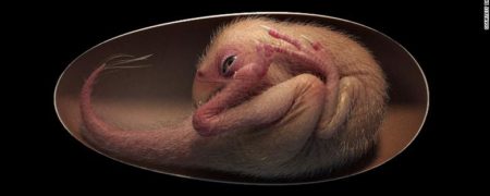 کشف فسیل یک بچه دایناسور کاملاً حفظ‌شده در داخل تخم