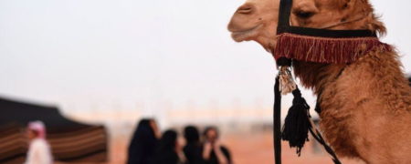 تزریق بوتاکس، ژل و هورمون به شترها در فستیوال ۶۶ میلیون دلاری عربستان سعودی