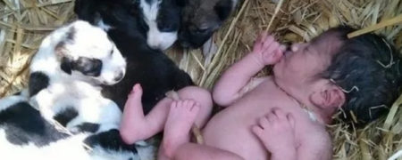سگ مهربان بین نوزاد انسان و توله‌هایش فرق نگذاشت و ناجی او شد!