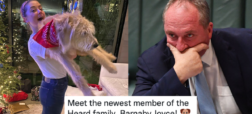 امبر هرد سگ جدید خود را به نام وزیر کشاورزی سابق استرالیا نامگذاری کرد!