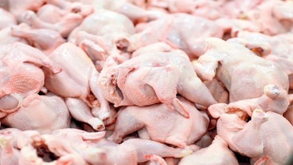 وجود انگل توکسو پلاسما در گوشت مرغ صحت دارد؟ پاسخ سازمان دامپزشکی به ابهامات