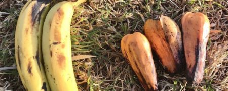 آیا گیاه انست محصول اتیوپی می‌تواند دنیا را از گرمایش جهانی نجات دهد؟