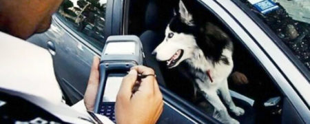 جریمه حمل حیوان خانگی در داخل خودروها اعلام شد!