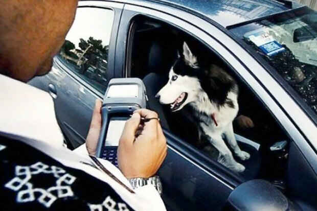 جریمه حمل حیوان خانگی در داخل خودروها اعلام شد!