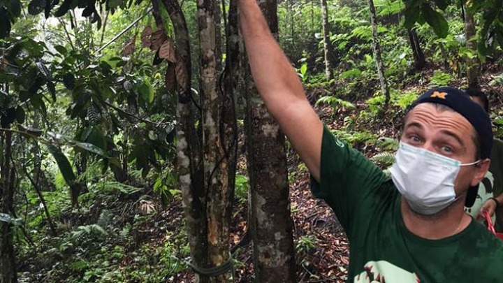 درخت «ایواریوپسیس دی کاپریو» (uvariopsis dicaprio) درختی استوایی در جنگل های کامرون است که به نام لئوناردو دی کاپریو نامگذاری شده است