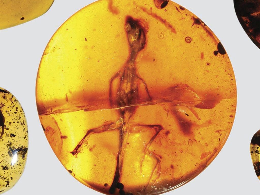 کشف مارمولکی باستانی که ۱۱۰ میلیون سال پیش درون کهربا گرفتار شد