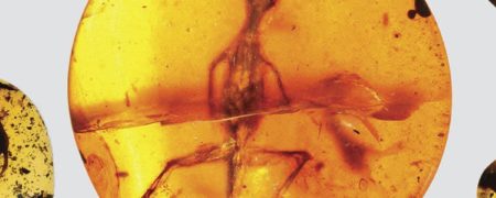 کشف مارمولکی باستانی که ۱۱۰ میلیون سال پیش درون کهربا گرفتار شد