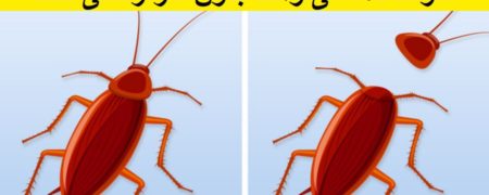 ۱۰ حقیقت علمی عجیب که به طرز باورنکردنی صحت دارند