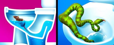 جانوران موذی که می توانند از چاه توالت شما بالا بیایند