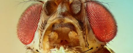 زنبورها می توانند فوتبال بازی کنند؛ ۱۰ حقیقت کمتر شناخته شده راجع به حشرات