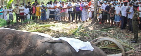 مقدس ترین فیل سریلانکا در سن ۶۸ سالگی درگذشت