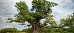 درخت روسی از شرکت در مسابقه درخت سال اروپا محروم شد