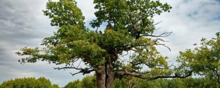 درخت روسی از شرکت در مسابقه درخت سال اروپا محروم شد