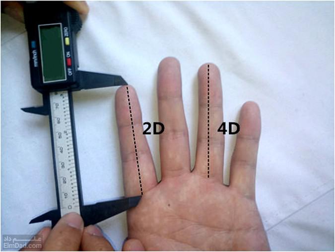 آیا اندازه انگشت می تواند معیار مناسبی برای تعیین طول آلت تناسلی مردان باشد؟