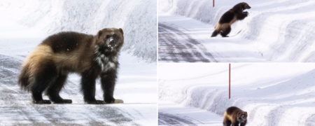 مشاهده یک گرگینه نادر توسط پدر و دختر ۹ ساله‌اش در یلو استون + ویدیو