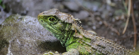 کهن ترین خزنده ای که از ۱۹۰ میلیون سال پیش تاکنون روی زمین بوده است