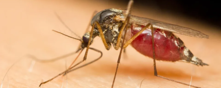 دو میلیارد پشه اصلاح شده ژنتیکی در آمریکا رها خواهد شد