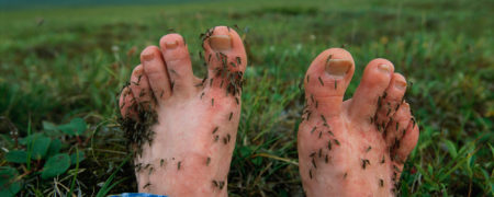 روش زیرکانه دفع حشرات و فرار از دست گونه های مزاحم با دوری از رنگ قرمز!