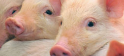 دانشمندان می گویند زبان خوک ها را رمزگشایی کرده اند