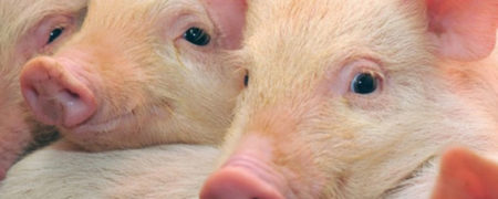 دانشمندان می گویند زبان خوک ها را رمزگشایی کرده اند