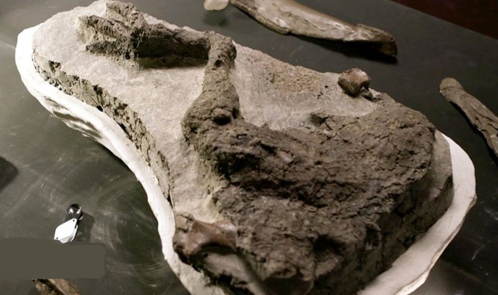 فسیل یک دایناسور که در روز برخورد با یک سیارک مرده پیدا شد