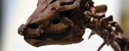 کشف فسیل دایناسوری که در روز برخورد سیارک با زمین کشته شد