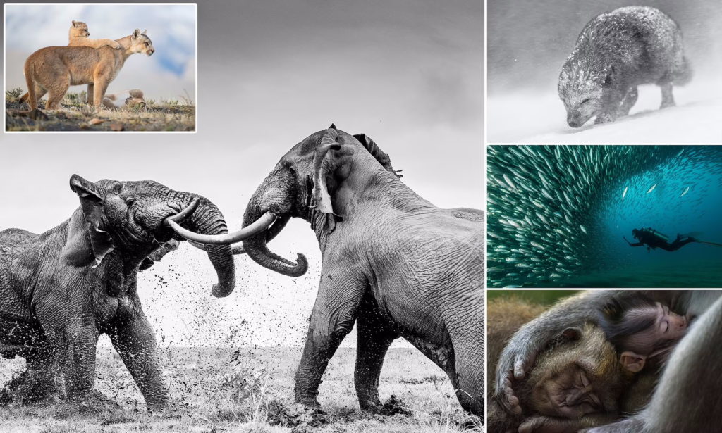 برندگان جوایز جهانی عکاسی طبیعت ۲۰۲۲ معرفی شدند