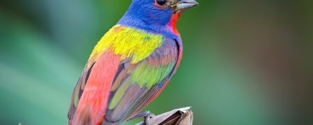 اثبات نظریه داروین بعد از دو قرن؛ پرندگان در نزدیکی استوا رنگارنگ‌ترند