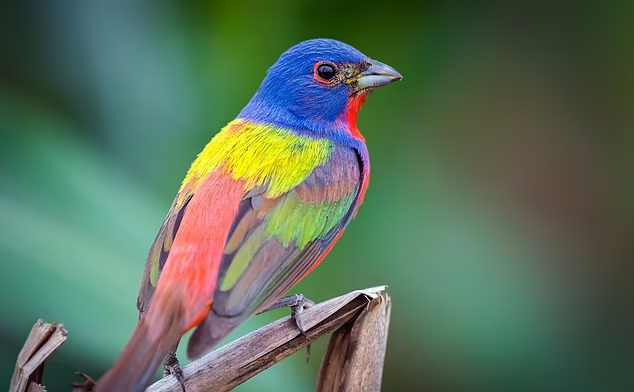 اثبات نظریه داروین بعد از دو قرن؛ پرندگان در نزدیکی استوا رنگارنگ‌ترند