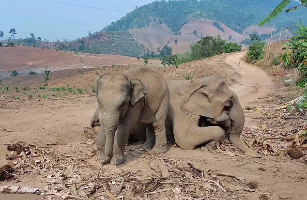 صحنه غم انگیز بچه فیلی که از مادر مرده اش محافظت می‌کند + ویدیو