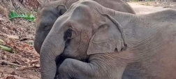 صحنه دلخراش محافظت بچه فیل از جسد مادرش + ویدیو