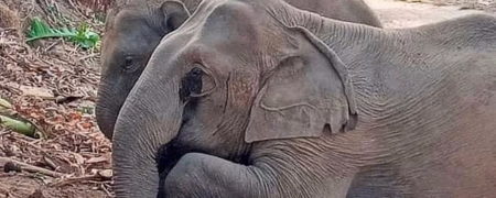 صحنه دلخراش محافظت بچه فیل از جسد مادرش + ویدیو