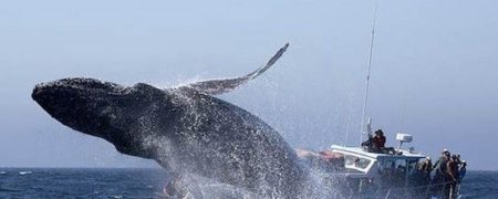 لحظه ترسناک برخورد قایق توریست‌ها با نهنگ گوژپشت و پرت شدن آن ها به هوا + ویدیو