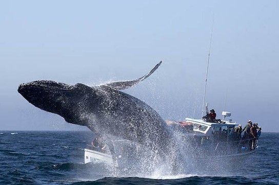 لحظه ترسناک برخورد قایق توریست‌ها با نهنگ گوژپشت و پرت شدن آن ها به هوا + ویدیو