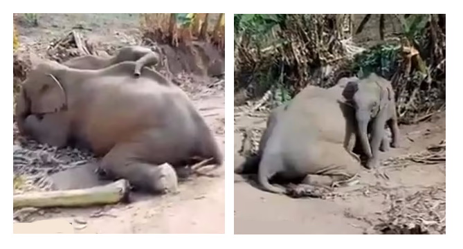 صحنه غم انگیز بچه فیلی که از مادر مرده اش محافظت می‌کند + ویدیو