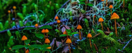 نتایج یک تحقیق جدید: قارچ ها با هم حرف می‌زنند