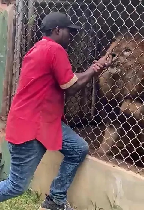 لحظه هولناکی که شیر، انگشت کارگر باغ وحش را از بدنش جدا می‌کند + ویدیو