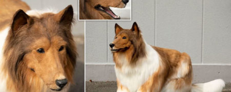 مرد ژاپنی که ۱۵,۰۰۰ دلار خرج کرده تا بتواند مثل سگ زندگی کند! + ویدیو