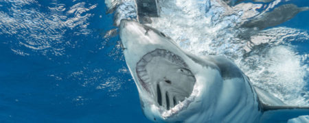 توصیه هایی برای بقای انسان در شرایط دشوار که افسانه ای بیش نیستند