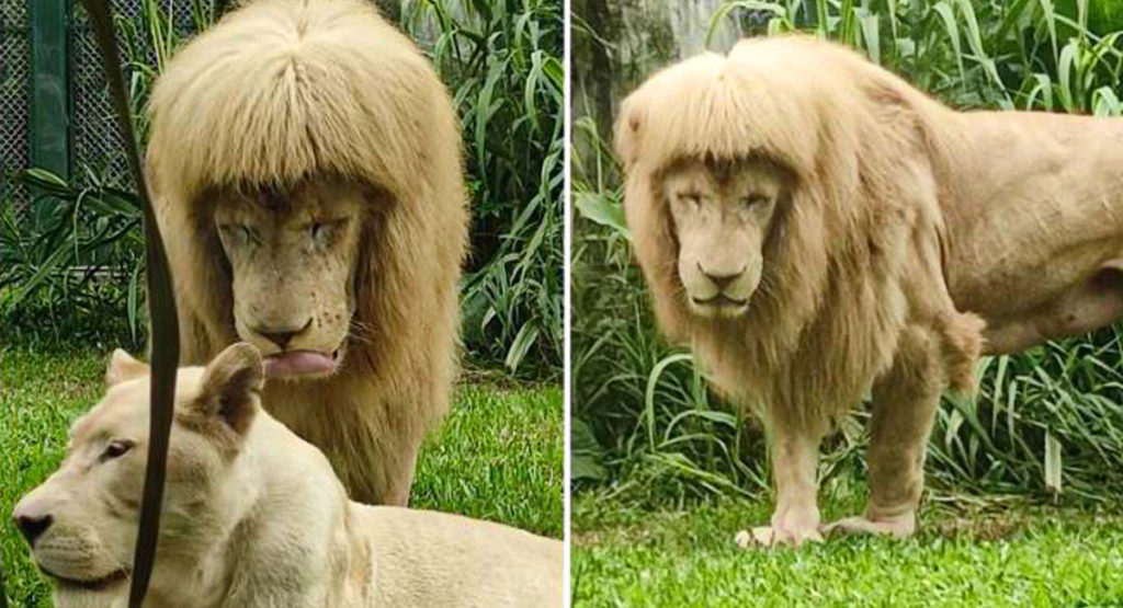 شیر زیبای باغ وحش گوانگژو که به خاطر موهای خاصش مشهور شده است