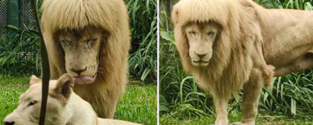 شیر زیبای باغ وحش گوانگژو که به خاطر موهای خاصش مشهور شده است