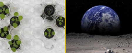 برای اولین بار در خاک کره «ماه» گیاه کاشته شد