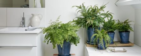۱۰ تا از معروف ترین گیاهان آپارتمانی رطوبت دوست
