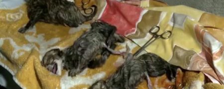 خبر بد برای حیات وحش ایران؛ تلف شدن یکی از سه توله یوز ایرانی