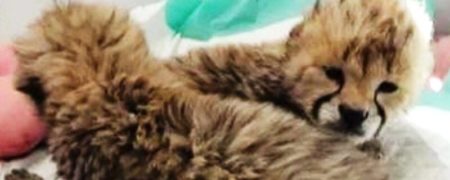 روایت دامپزشک معتمد سازمان حفاظت محیط زیست از علت سزارین یوزپلنگ ایرانی