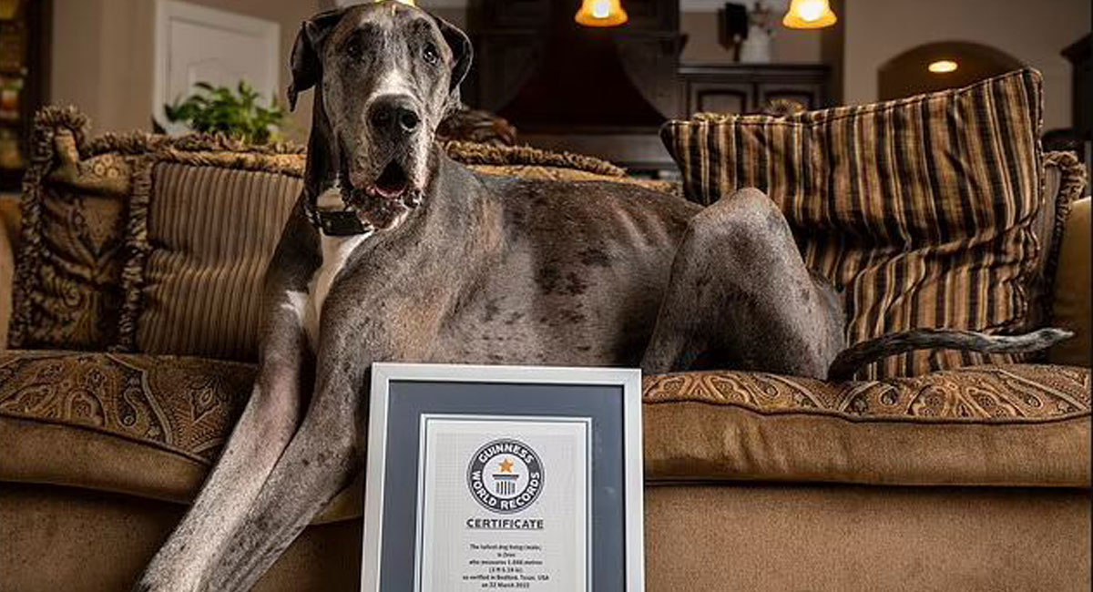 بلند قدترین سگ جهان در گینس