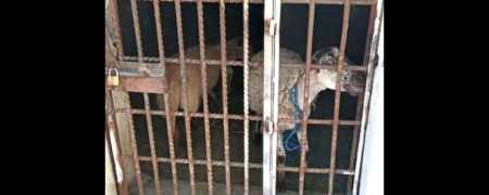 خوردن علف در مکان نامناسب دو گوسفند را پشت میله های زندان انداخت