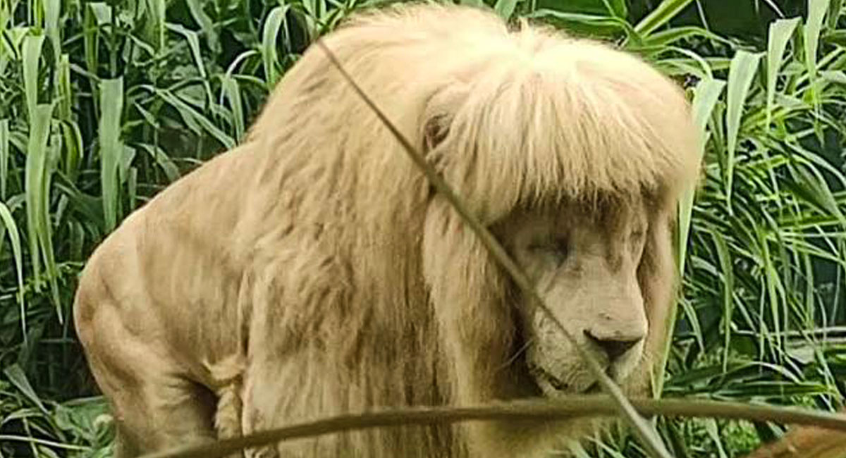 موهای شیر باغ وحش گوانژو بر اثر گرما صاف شده است