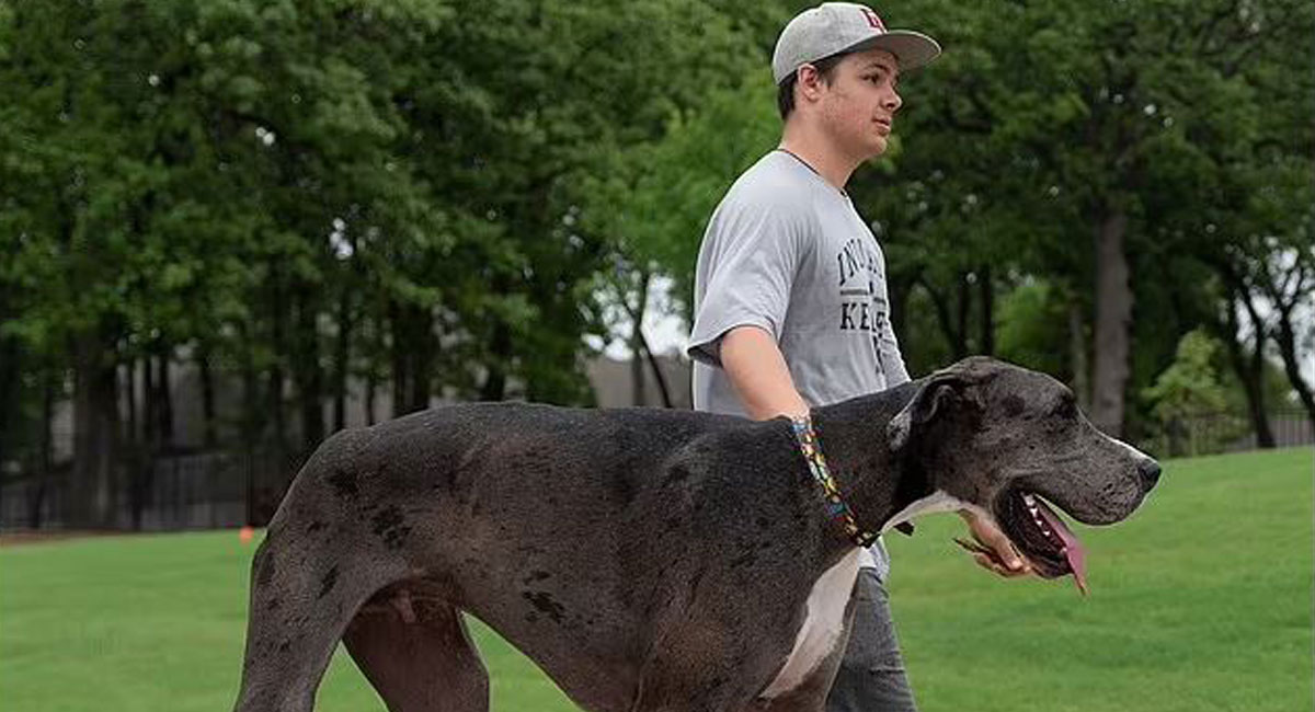 بلند قدترین سگ جهان در گینس